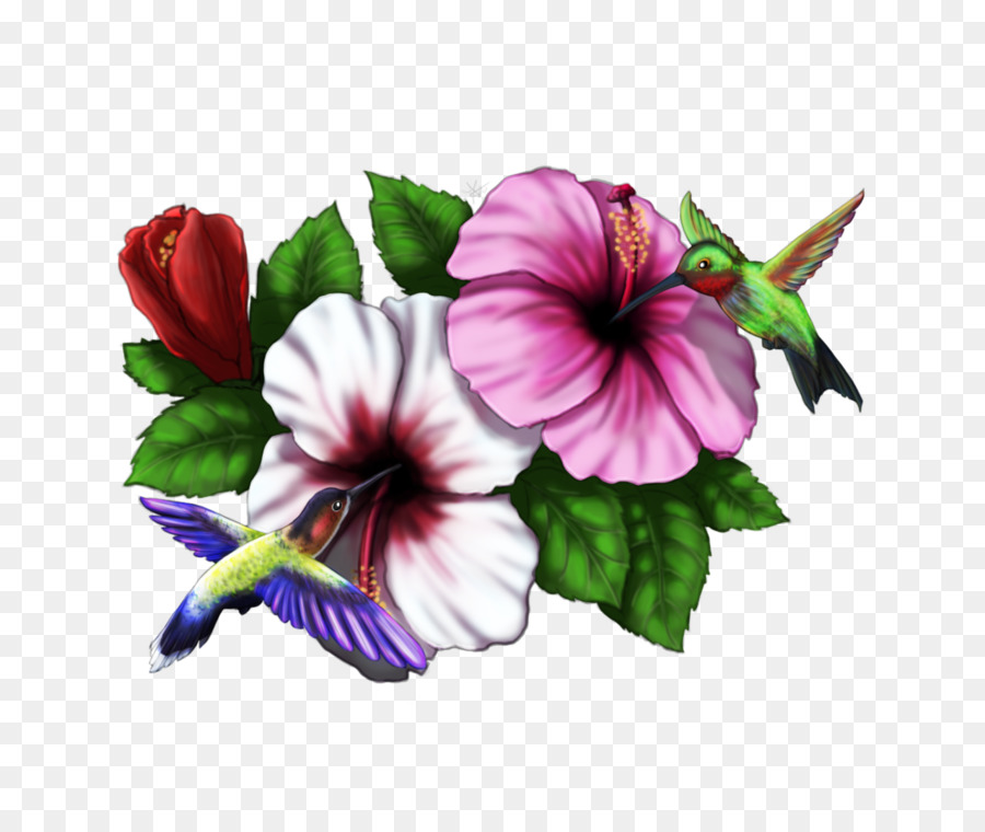 Hibiscus，Beija Flor PNG