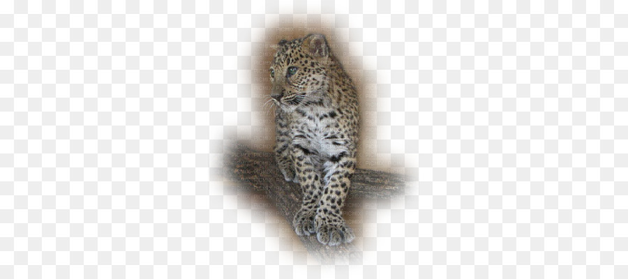 Leopard，Bourgenbresse PNG