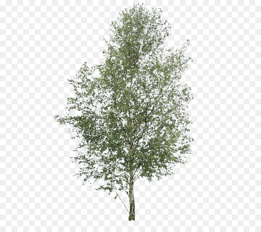 Papel De Bétula，árvore PNG