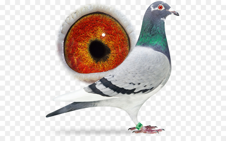 Pombo，Pássaro PNG