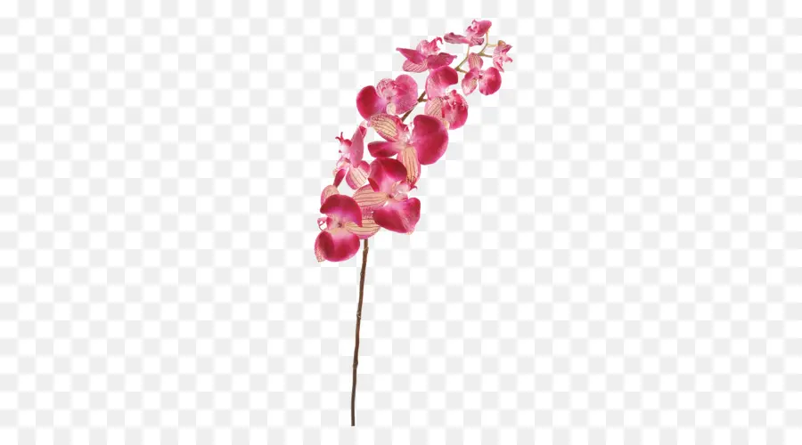 Traça Orquídeas，Planta De Haste PNG