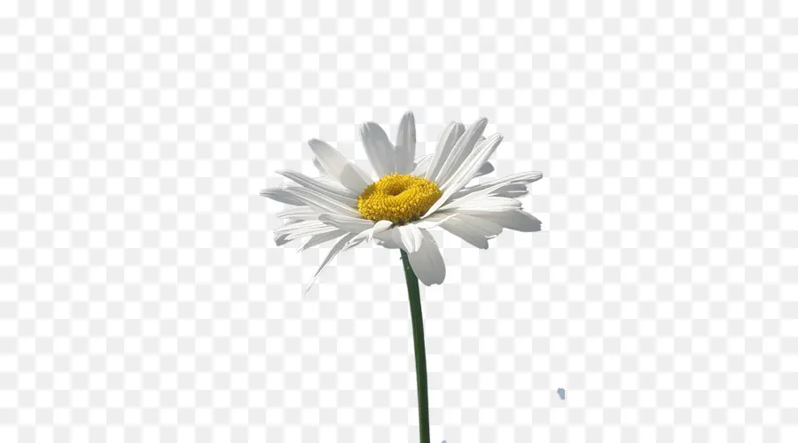 Comum Daisy，Oxeye Daisy PNG