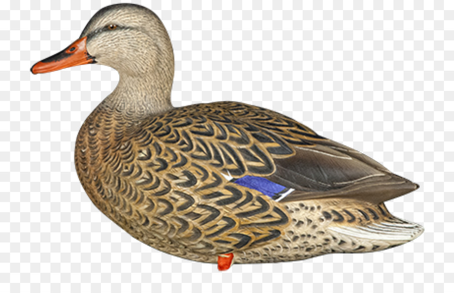 Pato，Pássaro PNG