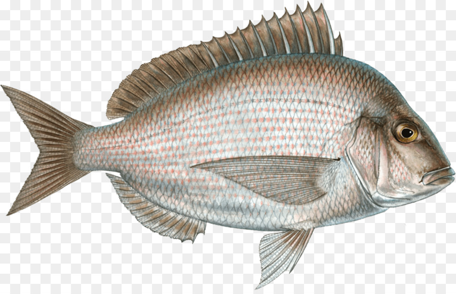 O Scup，Seafood PNG