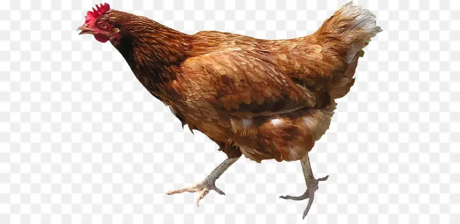 Frango Branco，Galinha PNG