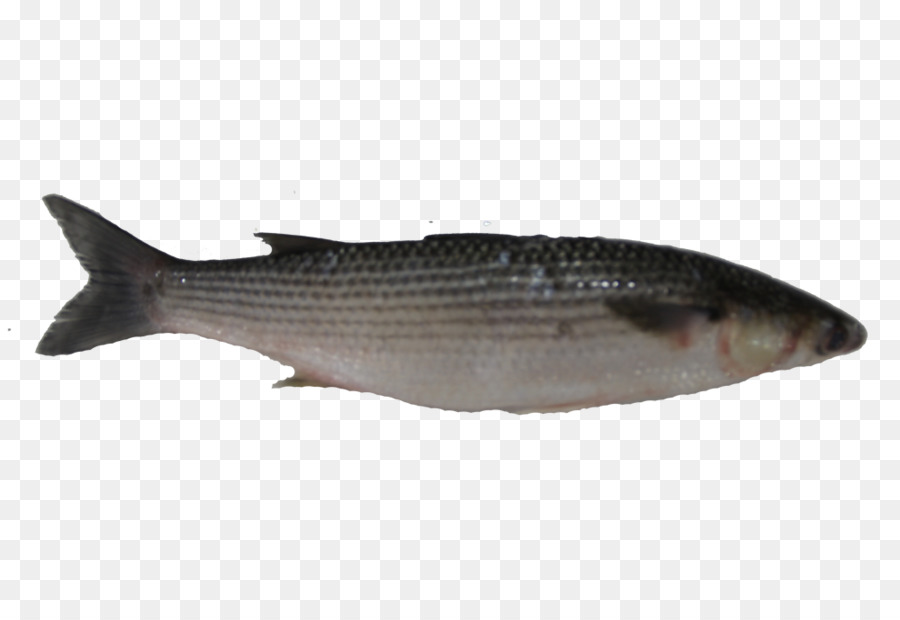 Milkfish，Tainha PNG