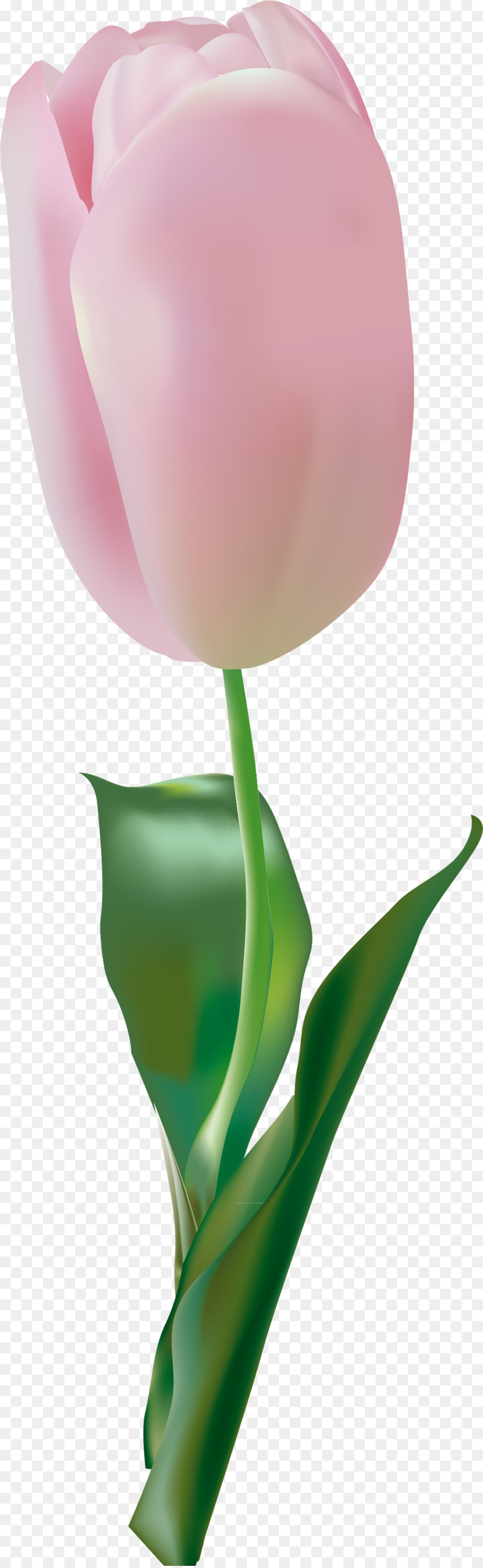 Tulipa Vermelha，Tronco PNG