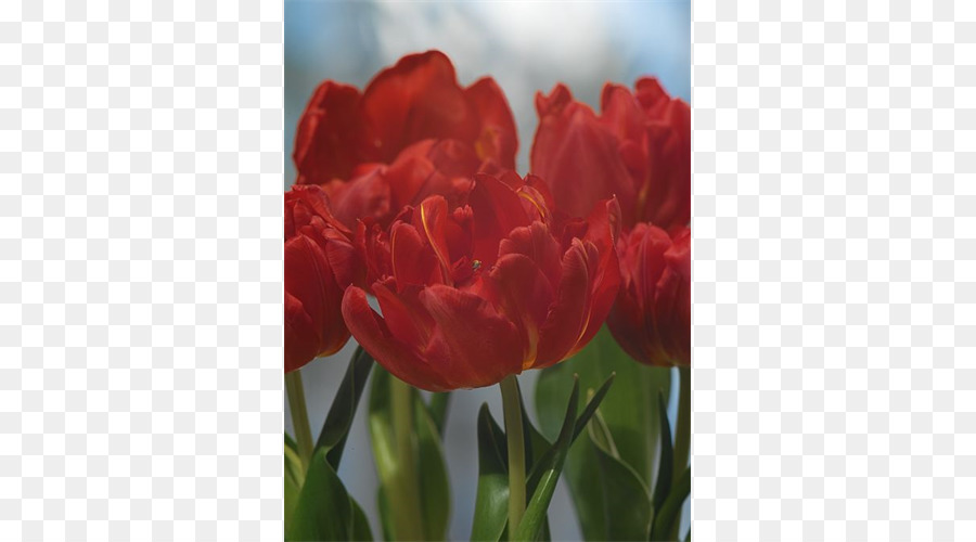 Tulip，Planta De Haste PNG