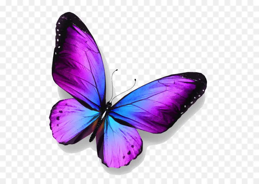 Borboleta，Royaltyfree PNG