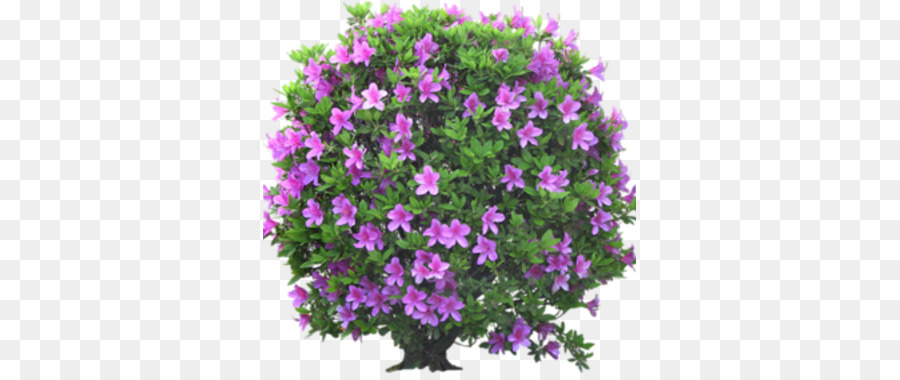 Arbusto Florido，Roxo PNG