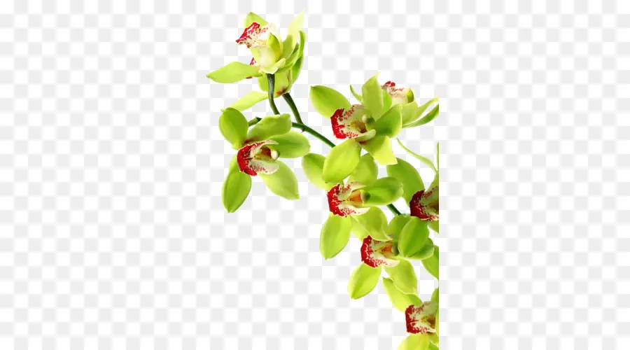 Orquídeas，Verde PNG