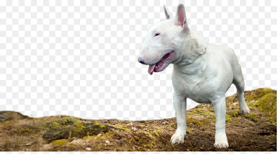 Bull Terrier，Bull Terrier Miniatura PNG