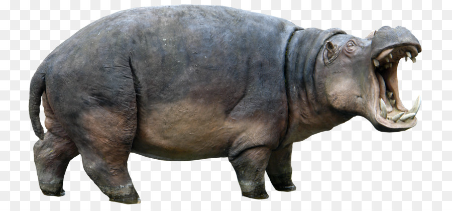 Hipopótamo，Resolução De Imagem PNG