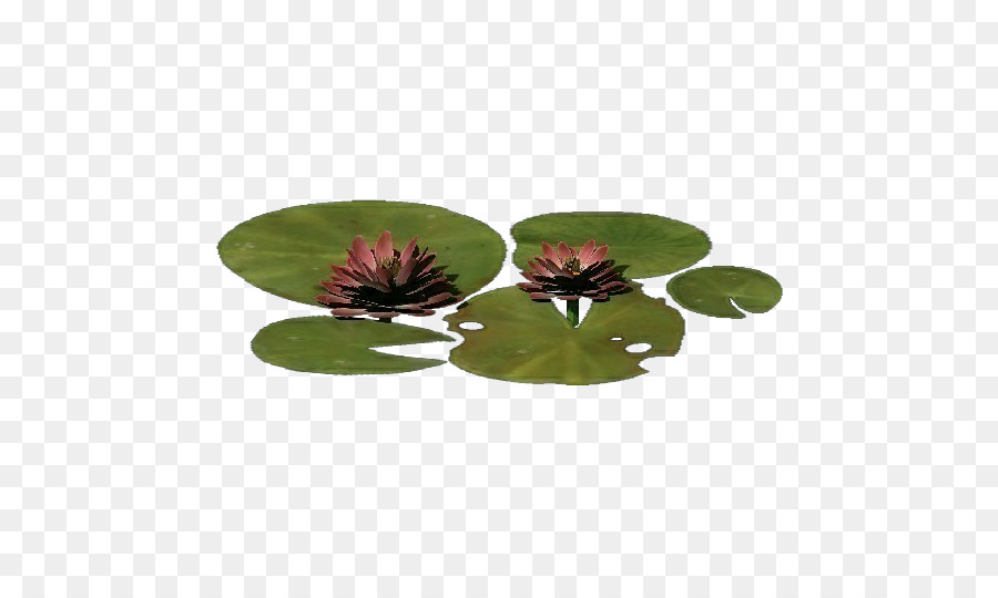 Nelumbo Nucifera，Planta PNG