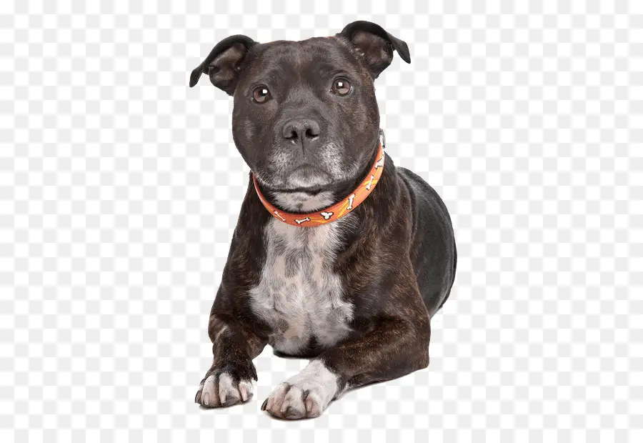 Staffordshire Bull Terrier，American Staffordshire Terrier PNG