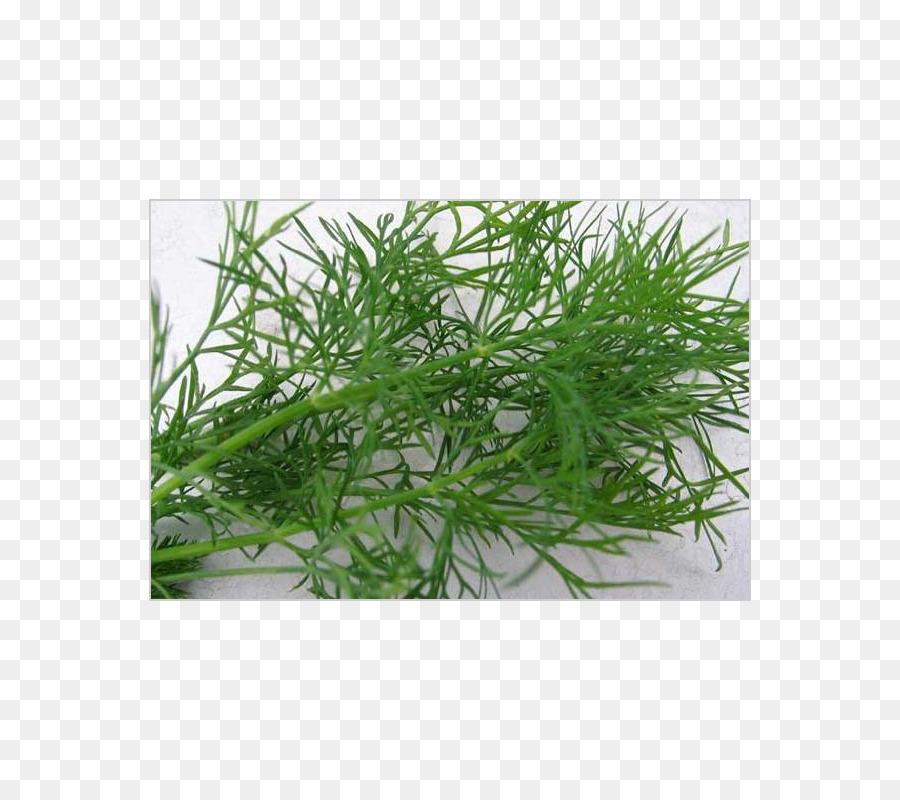 Dill，Pepino Em Conserva PNG