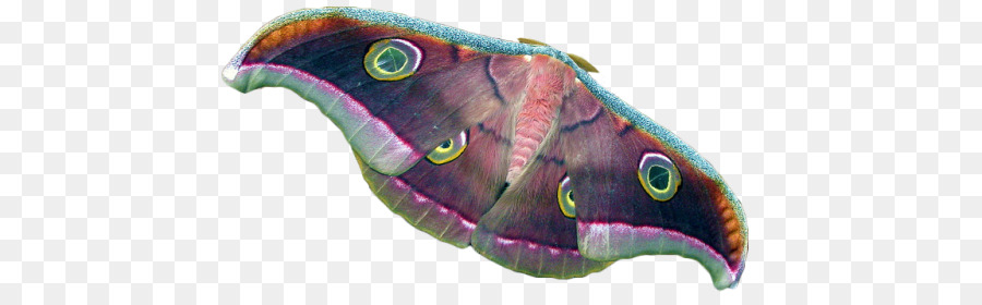 Mariposa，Asas PNG