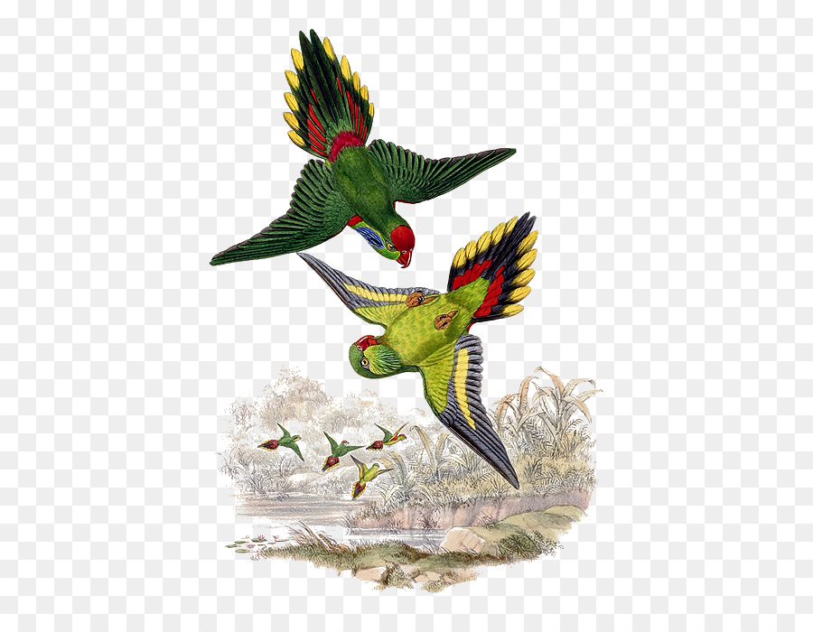 Aves，Papagaio PNG