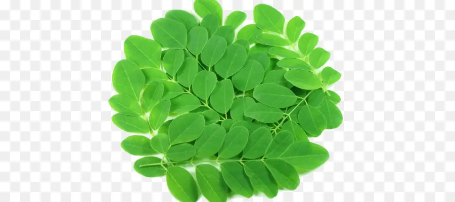 Folhas Verdes，Natureza PNG