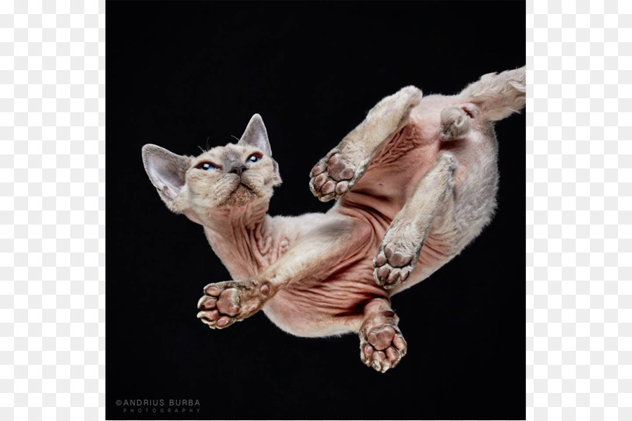 Gato Sphynx，Gatinho PNG