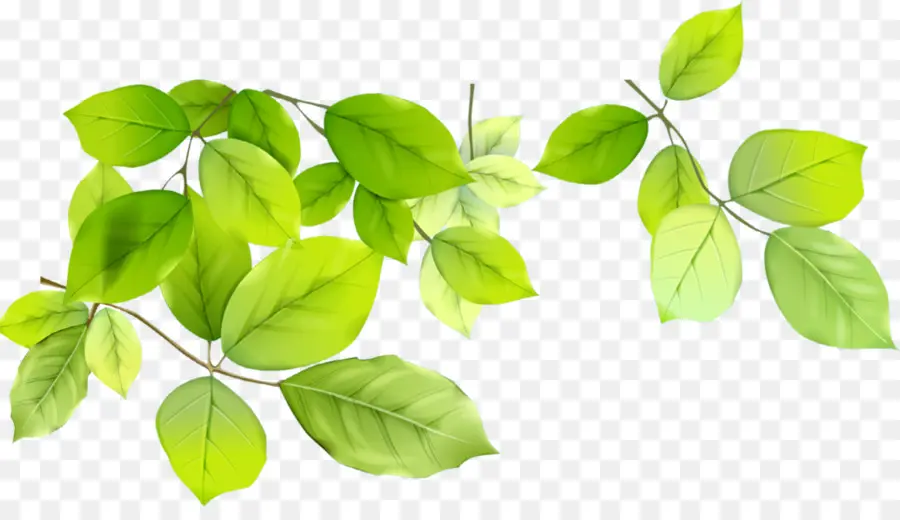 Folhas Verdes，Filial PNG