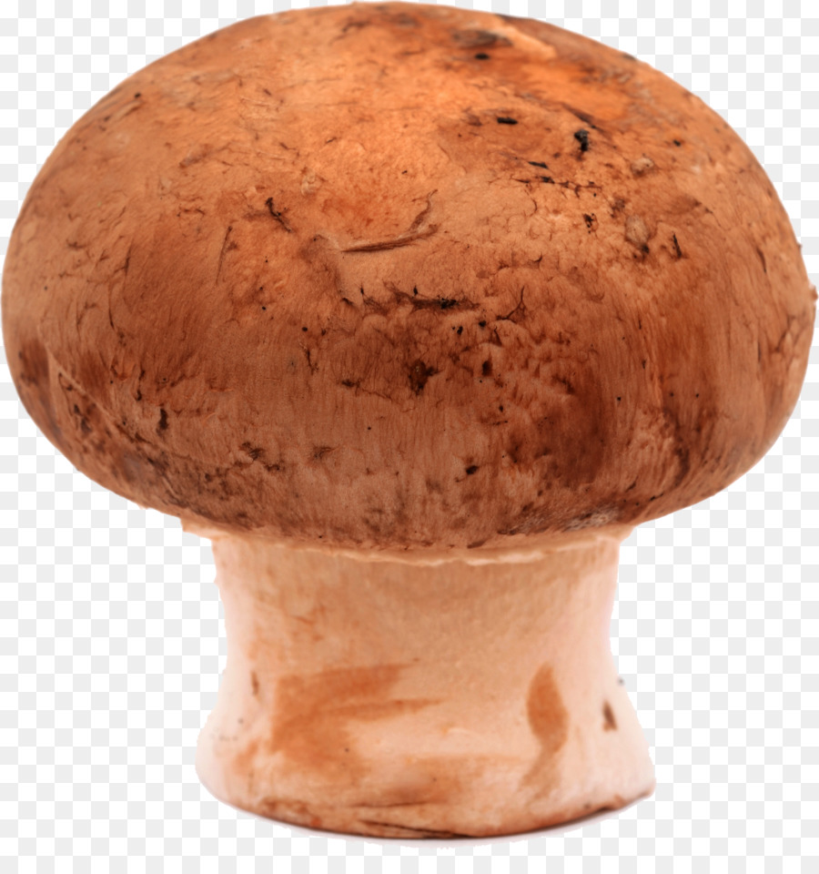 Cogumelo Comestível，Cogumelo PNG