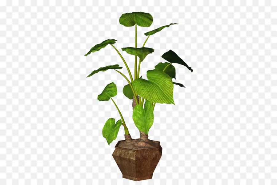 Planta Em Vaso，Folhas PNG