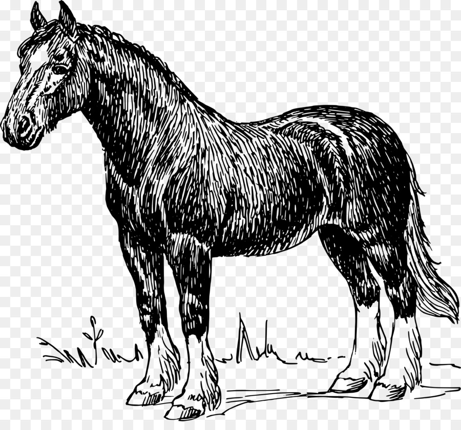 Cavalo Clydesdale，Percheron PNG