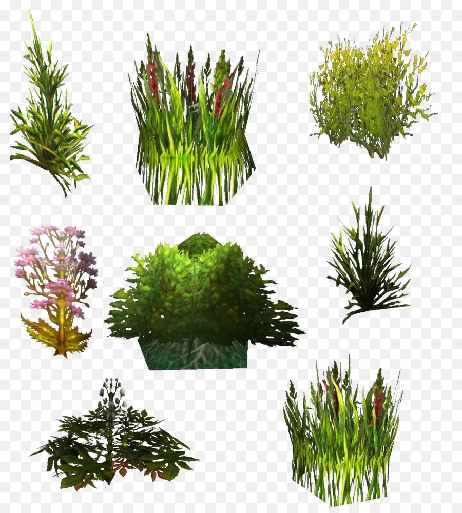 Plantas，Verde PNG