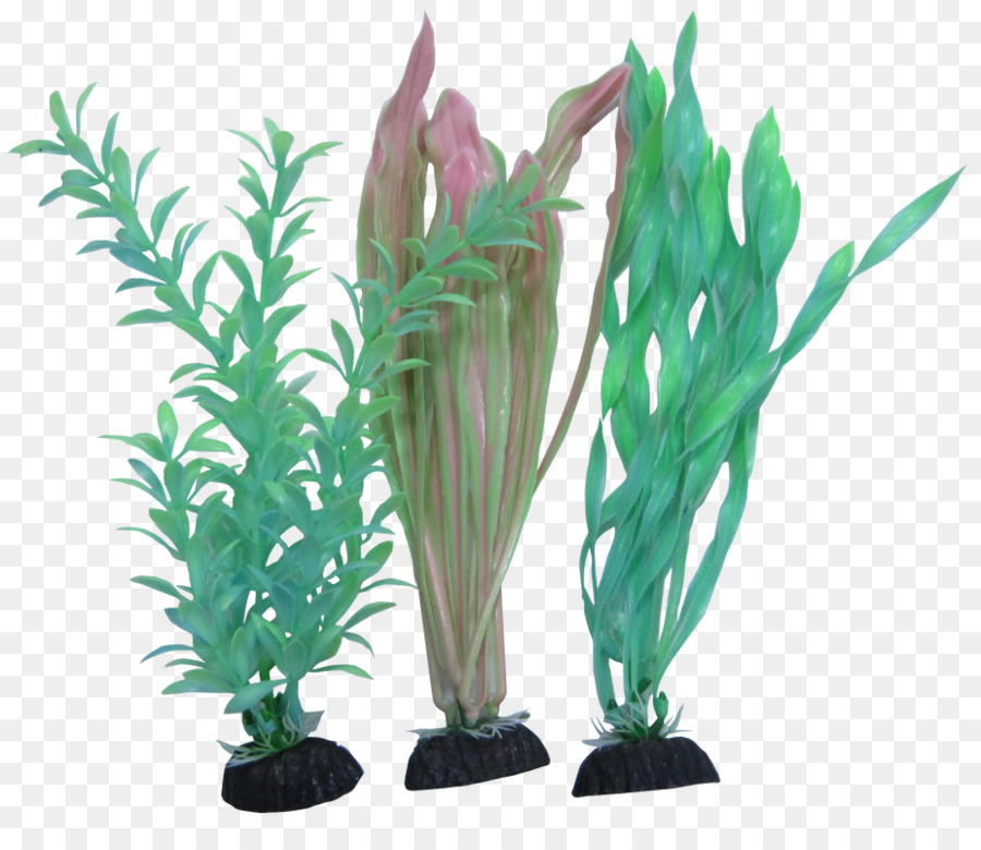 Aquário，Planta PNG