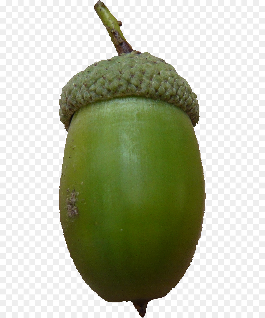 Bolota Verde，Carvalho PNG