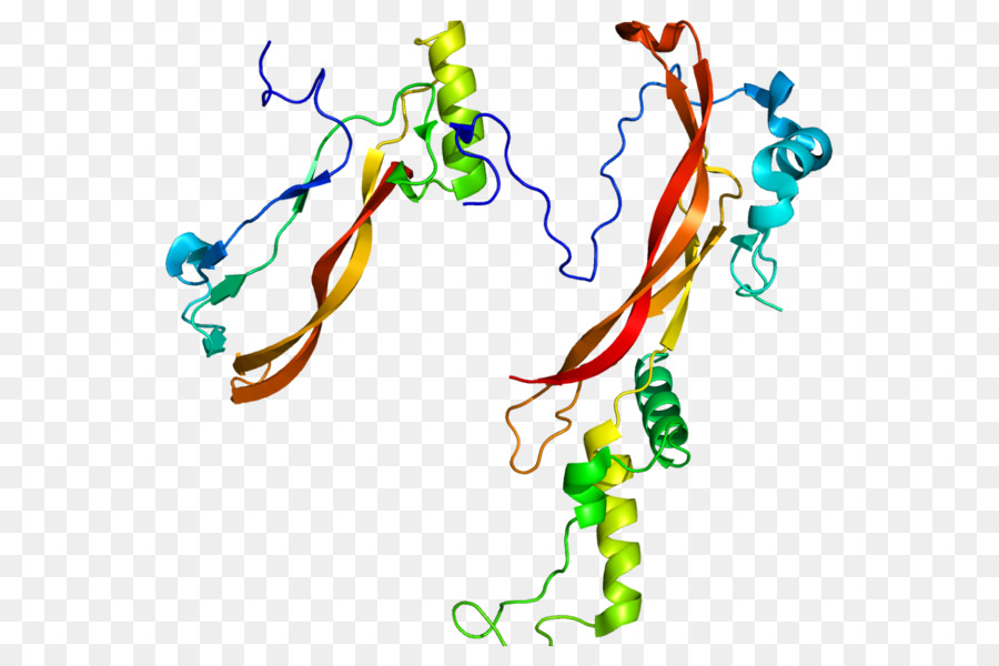 Proteína，Molécula PNG