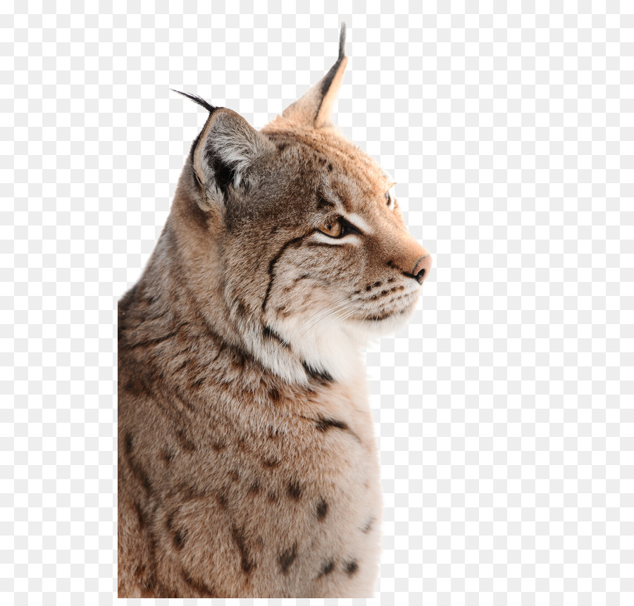 Lince，Selvagem PNG