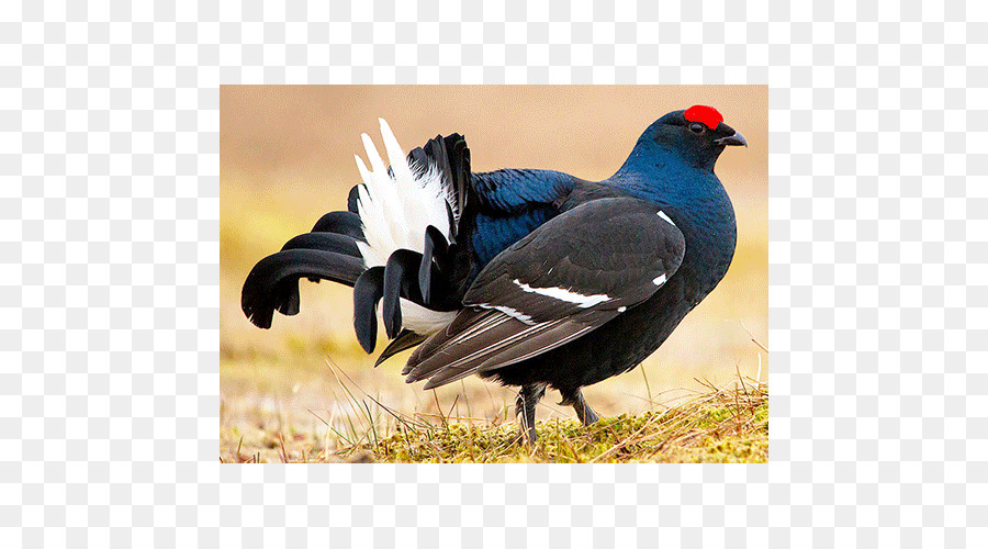 Black Grouse，Grouse PNG