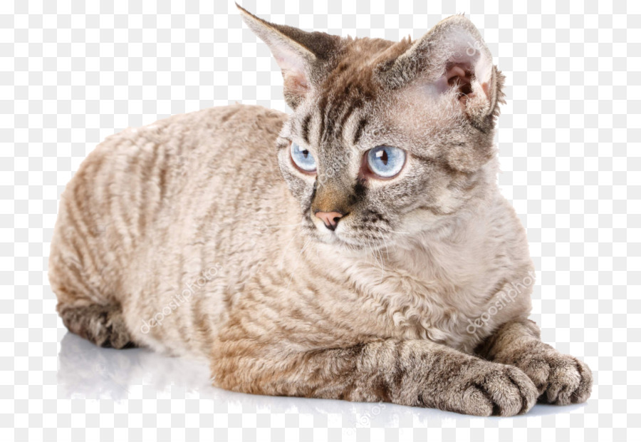 Devon Rex，Cornish Rex PNG