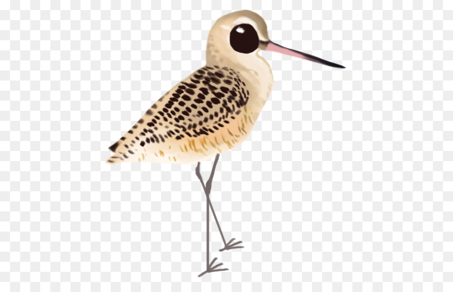 Maçarico Das Rochas，Snipe PNG