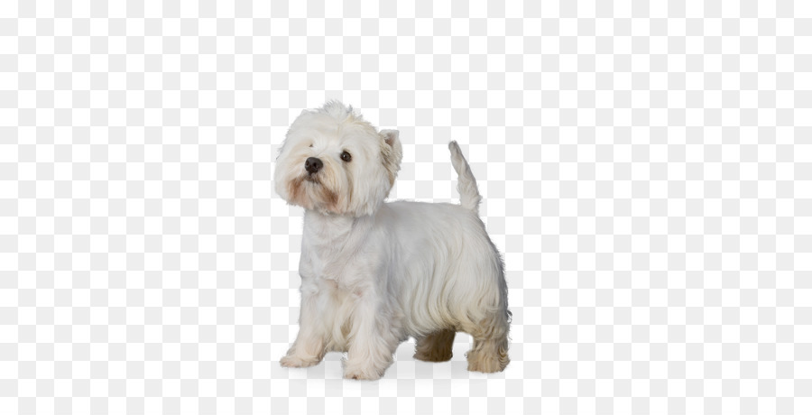 Cão Maltês，West Highland White Terrier PNG