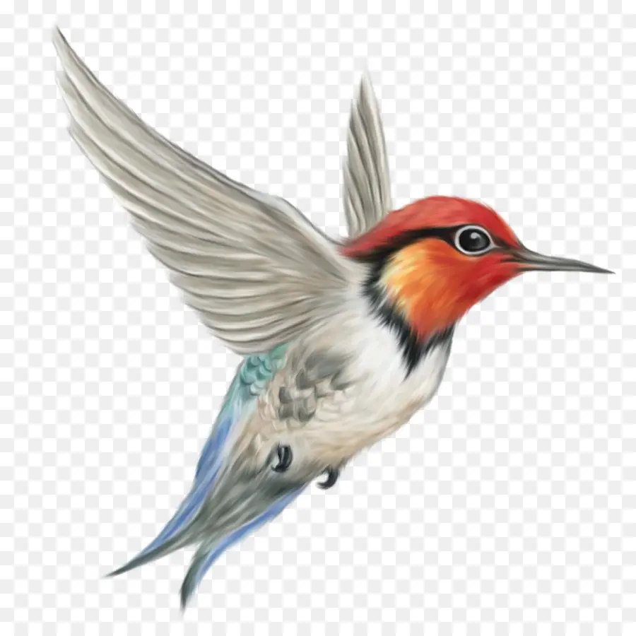 Colibri，Vôo PNG