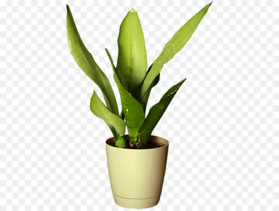 Planta De Casa，Flowerpot PNG