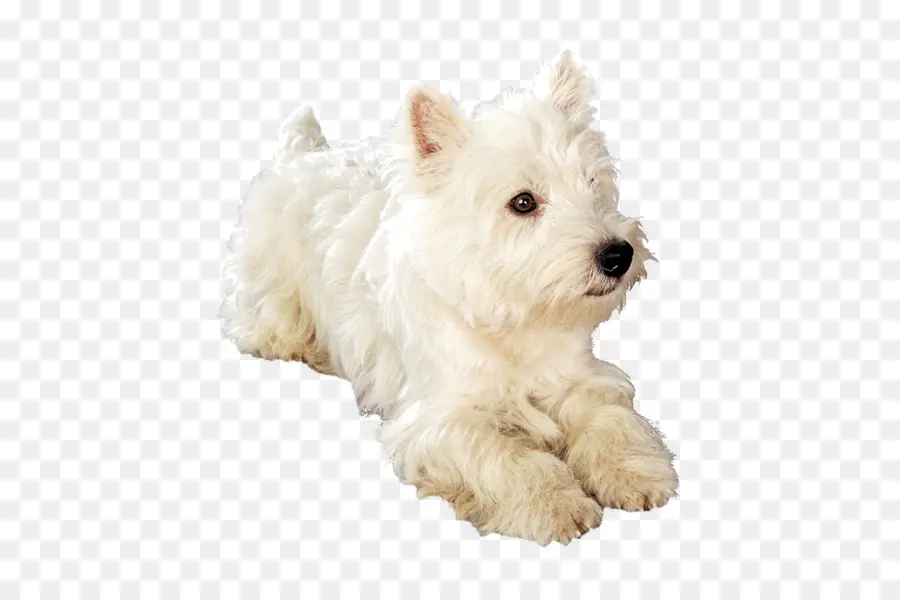 West Highland White Terrier，Cão Maltês PNG
