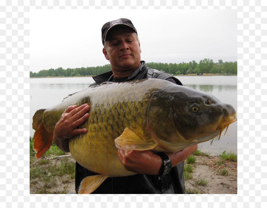 Pesca，Pescador PNG