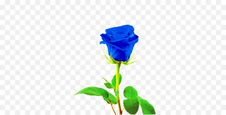 Rosa Azul，Fotografia De Stock PNG