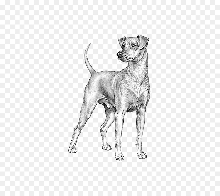 Italian Greyhound，Alemão Pinscher PNG