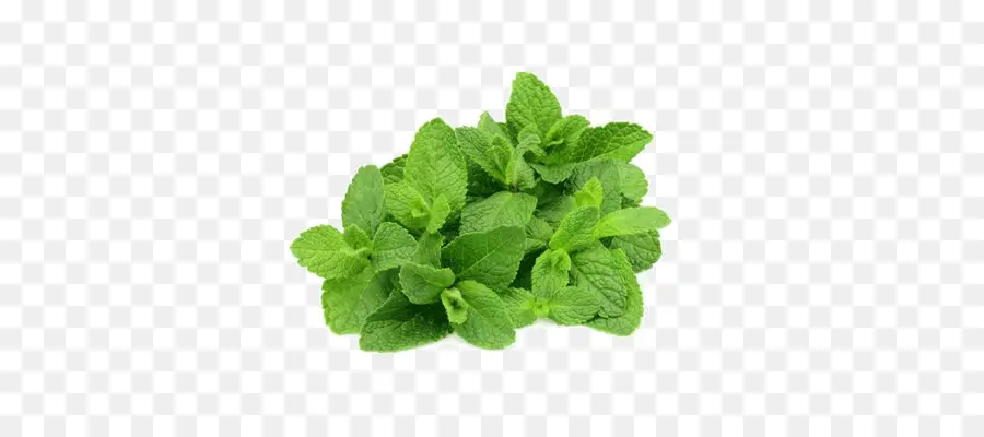 Folhas De Hortelã Verde，Erva PNG