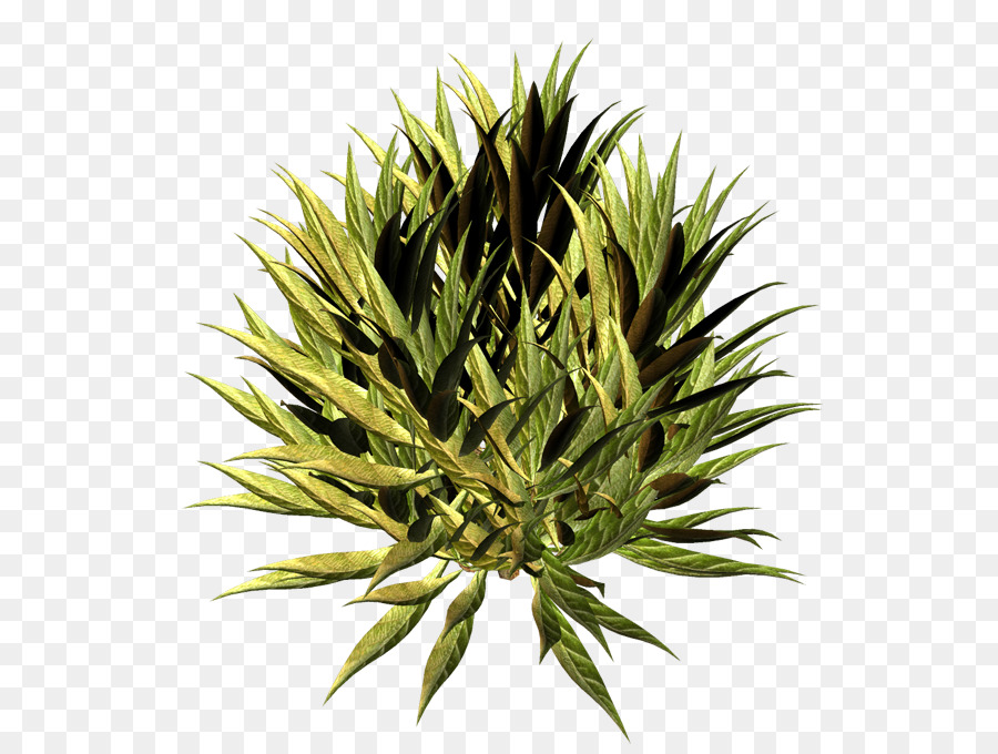 Planta De Agave，Suculenta PNG