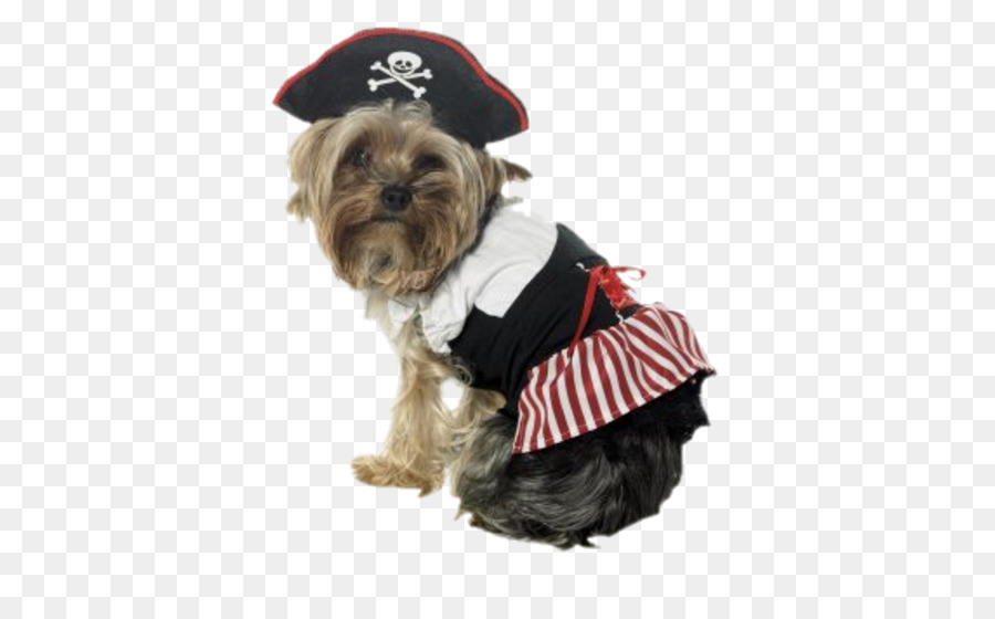 Cachorro Fantasiado De Pirata，Yorkshire Terrier PNG