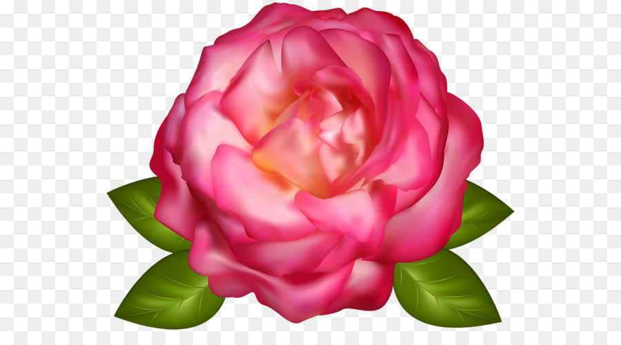 Flor Rosa，Florescer PNG