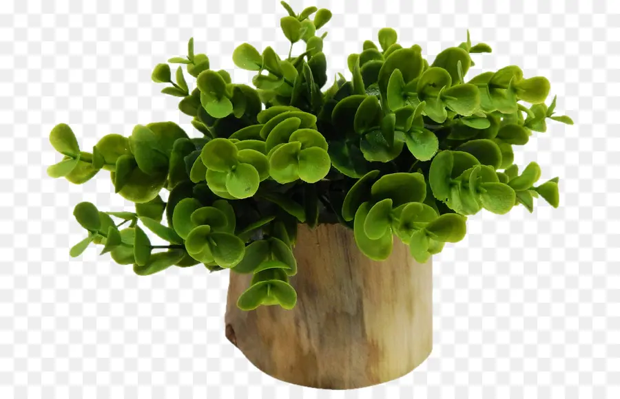 Flowerpot，Planta De Casa PNG