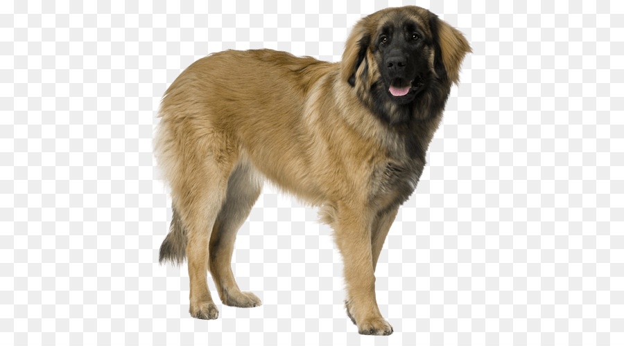 Estrela Mountain Dog，Leonberger PNG