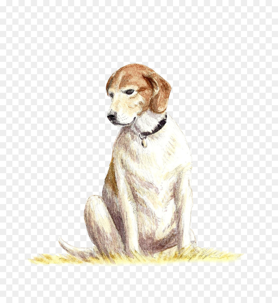 Raça Do Cão，Saluki PNG